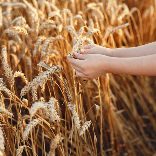 Millets and Sustainability: How Choosing Millets Can Help the Planet