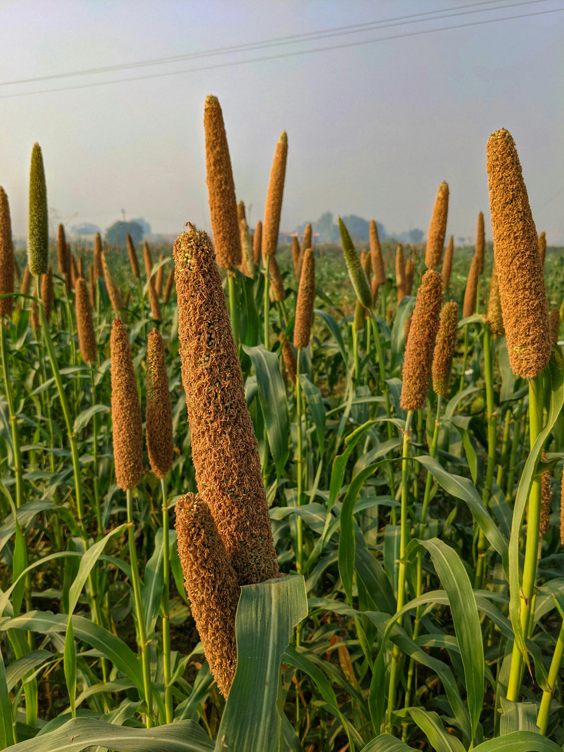 Millet: The Forgotten Supergrain Making a Comeback